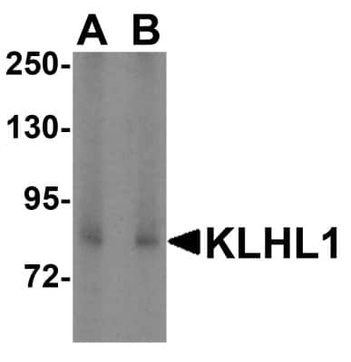 Western Blot: KLHL1 AntibodyBSA Free [NBP1-76670]