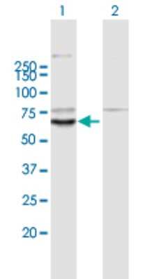 Western Blot: KLHL10 Antibody [H00317719-B01P]