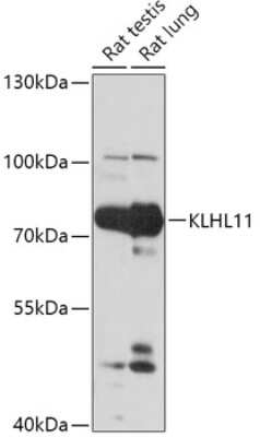 Western Blot: KLHL11 AntibodyAzide and BSA Free [NBP3-04762]