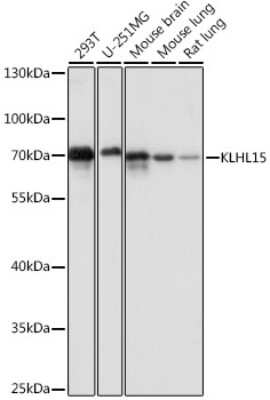 Western Blot: KLHL15 AntibodyAzide and BSA Free [NBP3-04647]