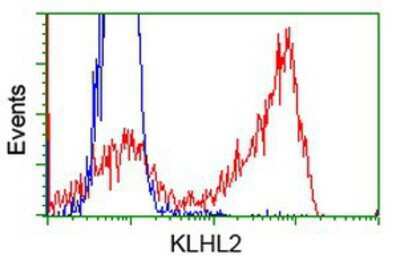 Flow Cytometry: KLHL2 Antibody (OTI1G7) [NBP2-02939]