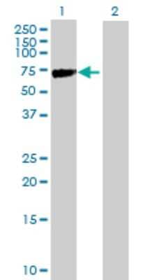 Western Blot: KLHL2 Antibody [H00011275-B01P]