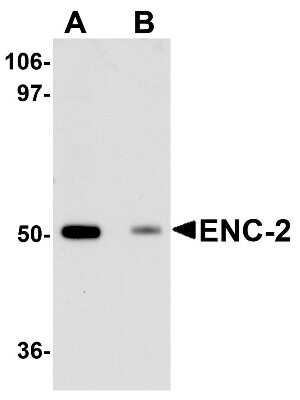 Western Blot: KLHL25 AntibodyBSA Free [NBP1-77147]