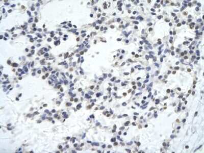 Immunohistochemistry-Paraffin: KLHL26 Antibody [NBP2-83116]