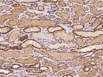 Immunohistochemistry-Paraffin: KLHL34 Antibody [NBP2-98044]