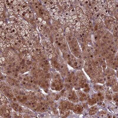 Immunohistochemistry-Paraffin: KLHL35 Antibody [NBP1-89838]