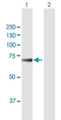 Western Blot: KLHL36 Antibody [H00079786-B01P]