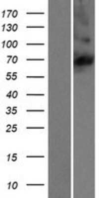 Western Blot: KLHL36 Overexpression Lysate [NBP2-06297]