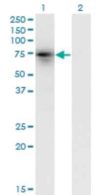 Western Blot: KLHL4 Antibody (4B6) [H00056062-M05]