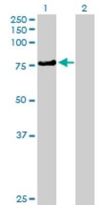 Western Blot: KLHL4 Antibody [H00056062-B01P]