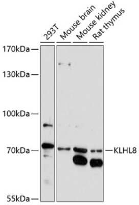 Western Blot: KLHL8 AntibodyAzide and BSA Free [NBP3-04914]