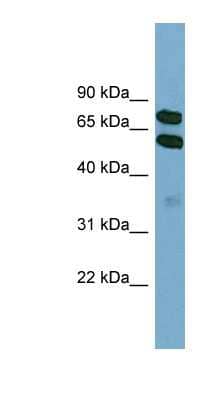 Western Blot: KLHL9 Antibody [NBP1-55091]