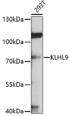 Western Blot: KLHL9 AntibodyBSA Free [NBP3-04398]