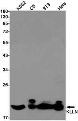 Western Blot: KLLN Antibody (S08-5C6) [NBP3-14970]