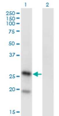 Western Blot: KLRA1 Antibody (1H3) [H00010748-M01]