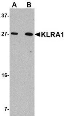 Western Blot: KLRA1 AntibodyBSA Free [NBP1-76983]