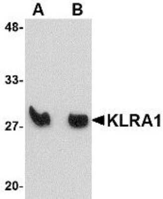 Western Blot: KLRA1 AntibodyBSA Free [NBP1-77343]