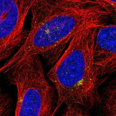 Immunocytochemistry/ Immunofluorescence: KLRAQ1 Antibody [NBP2-38331]