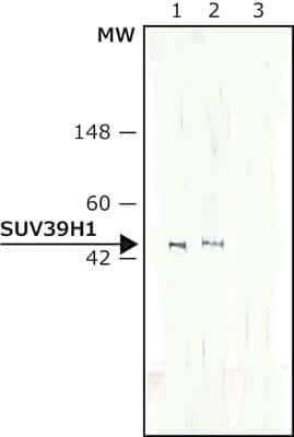 Western Blot: KMT1A/SUV39H1 Antibody (44.1)BSA Free [NB120-12405]