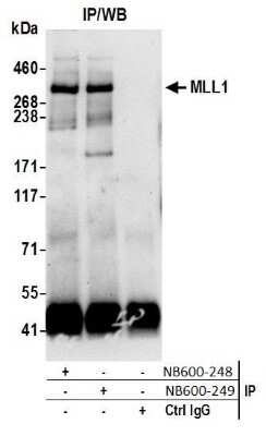 Immunoprecipitation: KMT2A/MLL Antibody [NB600-249]