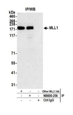Immunoprecipitation: KMT2A/MLL Antibody [NB600-256]