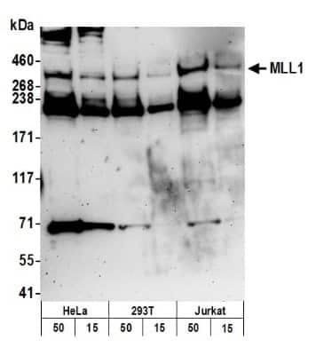 Western Blot: KMT2A/MLL Antibody [NB600-248]