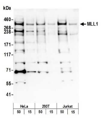 Western Blot: KMT2A/MLL Antibody [NB600-249]