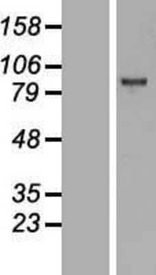 Western Blot: EZH2/KMT6 Overexpression Lysate [NBL1-10399]