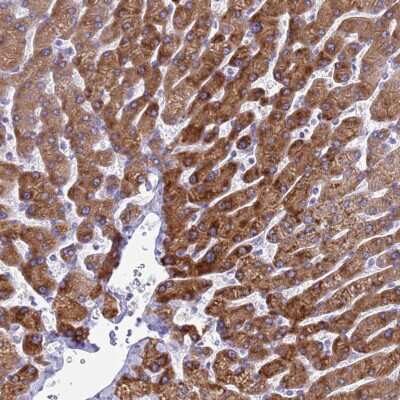 Immunohistochemistry-Paraffin: KNCN Antibody [NBP2-48844]