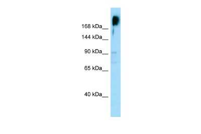 Western Blot: KNDC1 Antibody [NBP2-83126]