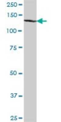 Western Blot: KNL-2 Antibody [H00055320-B01P]