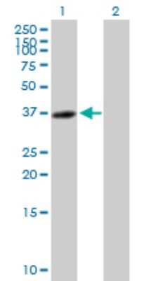 Western Blot: KNL-2 Antibody [H00055320-B01P]