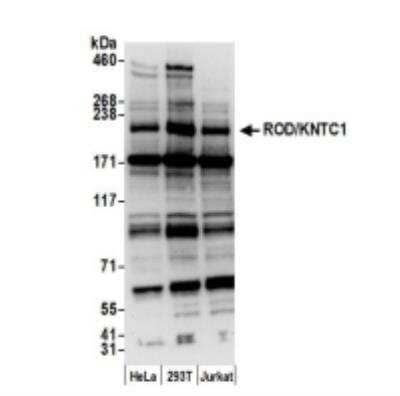 Western Blot: KNTC1 Antibody [NB100-88130]