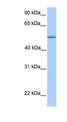 Western Blot: KOX8 Antibody [NBP1-79392]