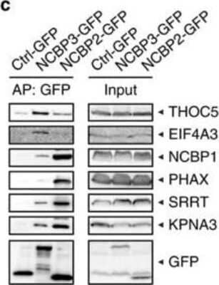 Western Blot: KPNA3 Antibody [NB100-81650]