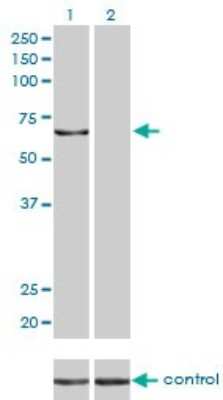 Western Blot: KPNA5 Antibody (1D2) [H00003841-M01]