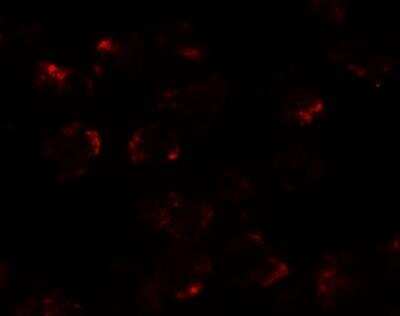 Immunocytochemistry/ Immunofluorescence: KPNA5 Antibody - BSA Free [NBP2-81835]