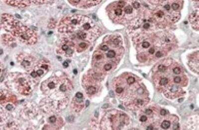 Immunohistochemistry-Paraffin: KPNA6 Antibody [NB100-93456]
