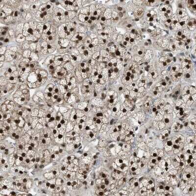 Immunohistochemistry-Paraffin: KPNA6 Antibody [NBP1-83762]