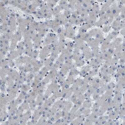 Immunohistochemistry-Paraffin: KPNA6 Antibody [NBP1-83762]