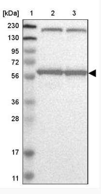 Kpna Antibody Nbp Bio Techne