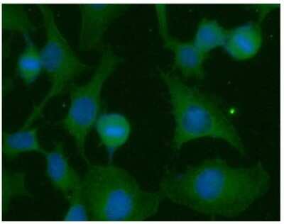 Immunocytochemistry/ Immunofluorescence: KRAS Antibody (2F8) - BSA Free [NBP2-59413]