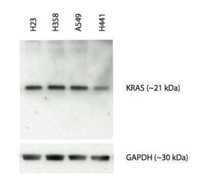 Western Blot: KRAS Antibody (3B10-2F2) [H00003845-M01]