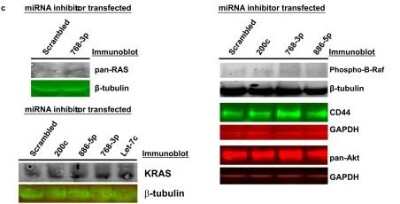 Western Blot: KRAS Antibody (3B10-2F2) [H00003845-M01]
