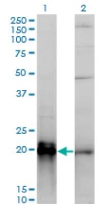 Western Blot: KRAS Antibody (3B10-2F2) [H00003845-M01]