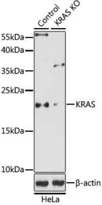 Knockout Validated: KRAS Antibody - Azide and BSA Free [NBP3-03659]