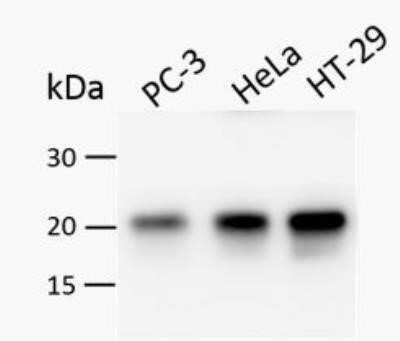 Western Blot: KRAS Antibody (OTI1D1)Azide and BSA Free [NBP2-71078]