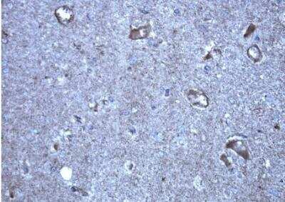 Immunohistochemistry-Paraffin: KRAS Antibody (OTI2C1) [NBP2-45536]