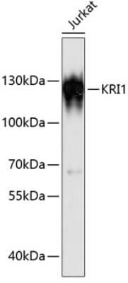 Western Blot: KRI1 AntibodyAzide and BSA Free [NBP3-05023]