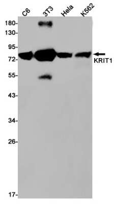 Western Blot: KRIT1 Antibody (S01-6K9) [NBP3-15053]